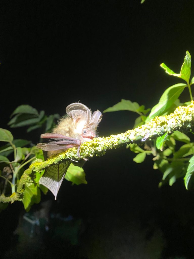 Plecotus Austriacus
